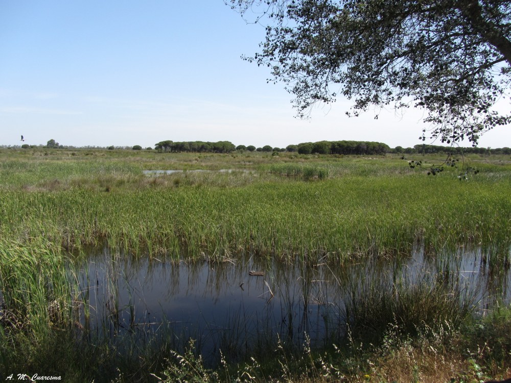 Doñana