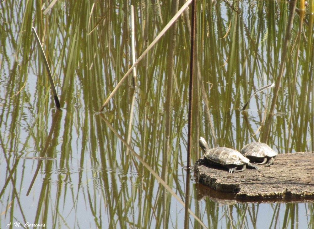 Doñana
