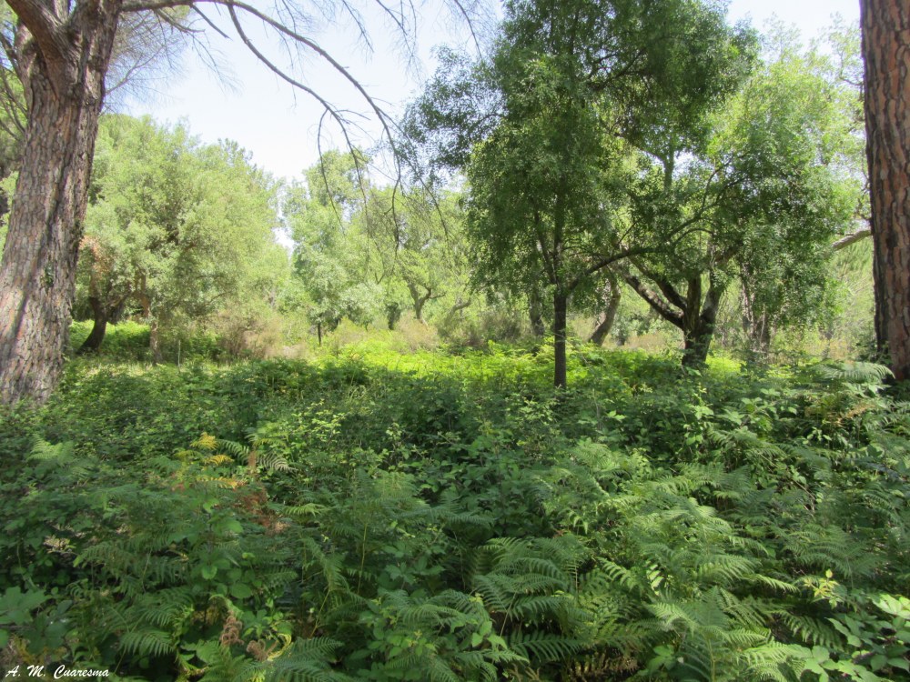 Doñana 
