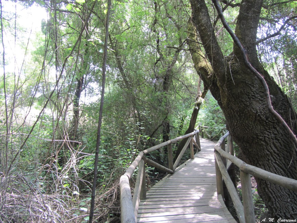 Doñana (20)