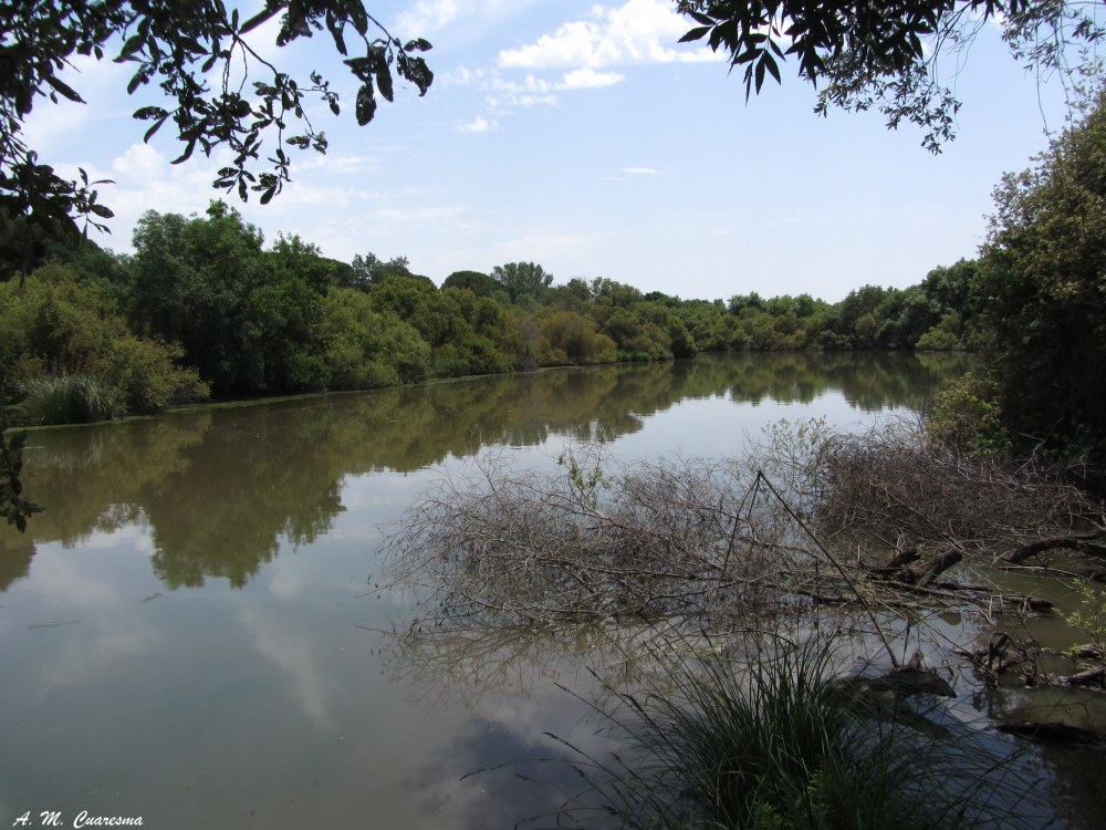 Doñana