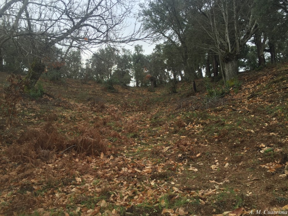 Sendero por los Marines (26)