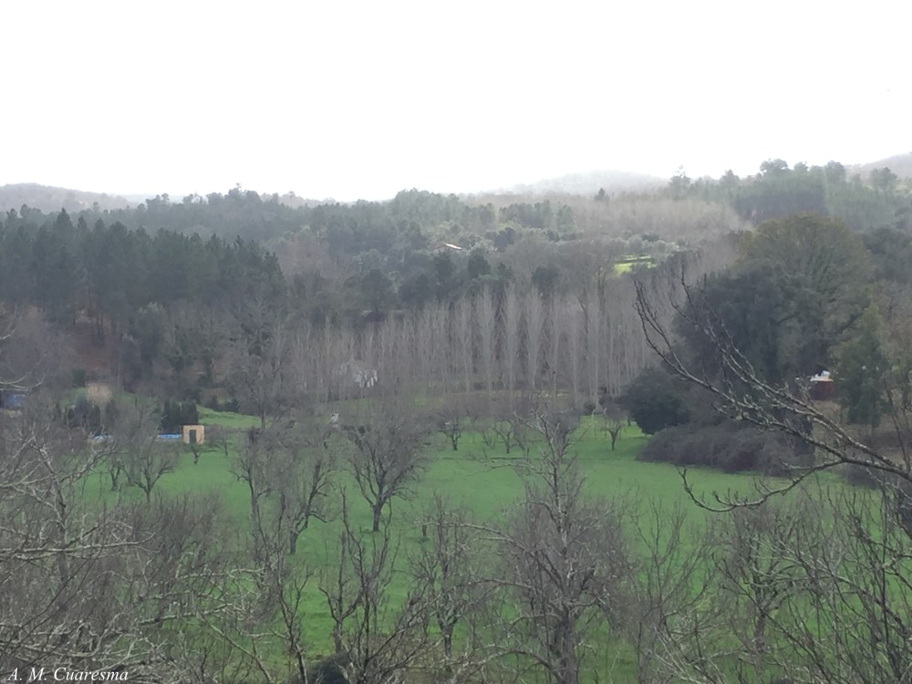 Sendero por los Marines (72)