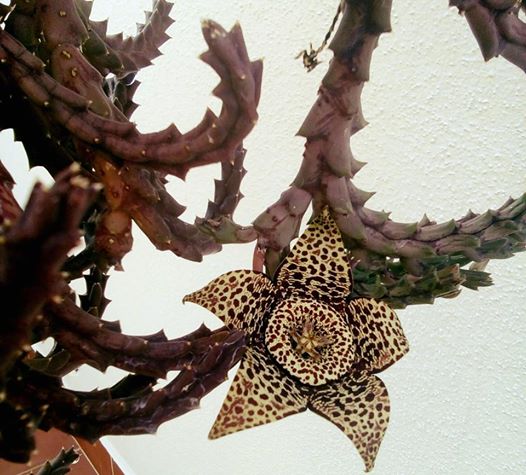 9-juan-carlos-peneque